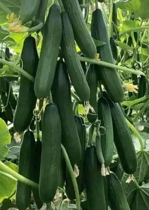 এরাবিয়ান শসা-(Arabian cucumber)-(F1) - Image 6