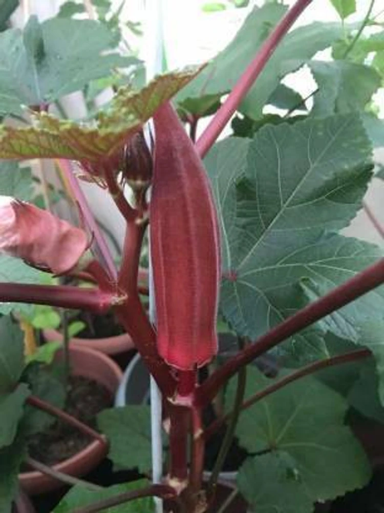 লাল ঢেঁড়স-(Red Okra)-আনুমানিক ৮০ বীজ - Image 5