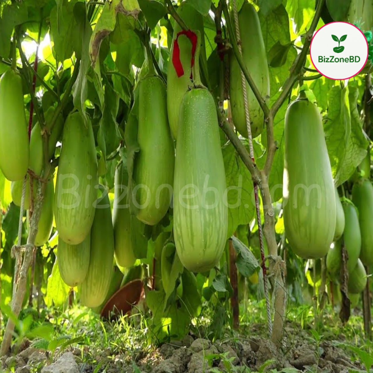 বারি-১২ জাতের বেগুন (BARI Begun-12) (হাইব্রিড)