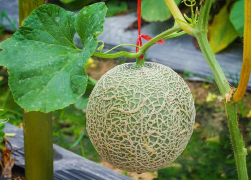 থাই সাম্মাম ফলের বীজ (F1) - Image 2