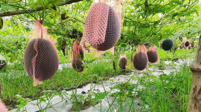 কালো তরমুজ-Black watermelon (হাইব্রিড) - Image 4