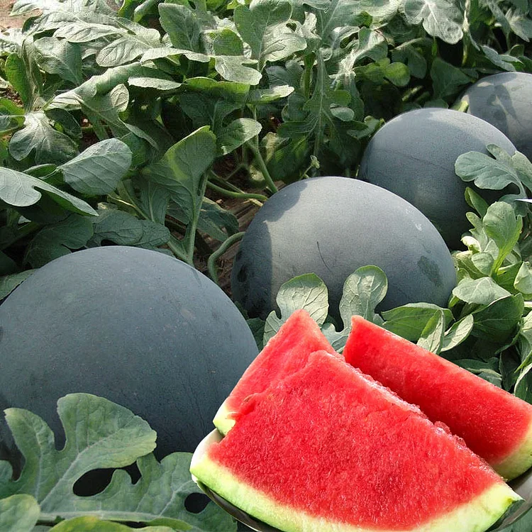 কালো তরমুজ-Black watermelon (হাইব্রিড)