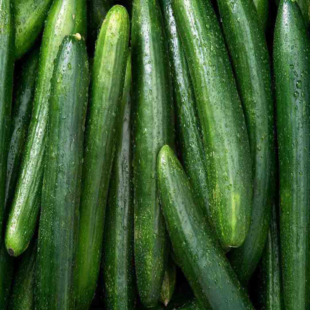 এরাবিয়ান শসা-(Arabian cucumber)-(F1) - Image 4