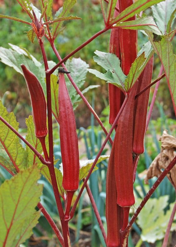 লাল ঢেঁড়স-(Red Okra)-আনুমানিক ৮০ বীজ - Image 3