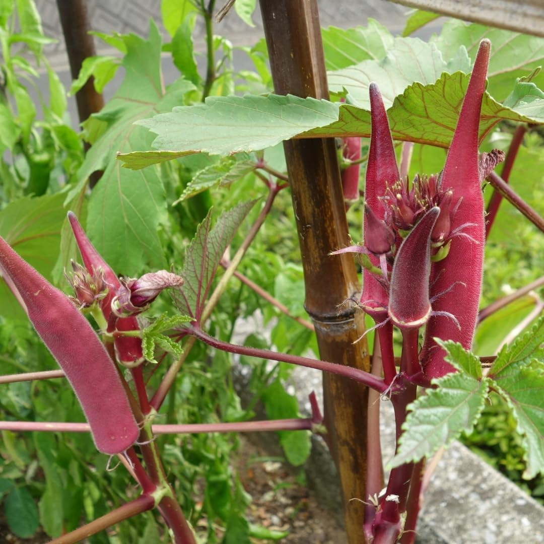 লাল ঢেঁড়স-(Red Okra)-আনুমানিক ৮০ বীজ - Image 8