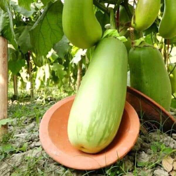 বারি-১২ জাতের বেগুন (BARI Begun-12) (হাইব্রিড) - Image 3