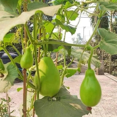 বিন্দু লাউ-(F1),আনুমানিক ৫g/৪০-৫০ বীজ - Image 4