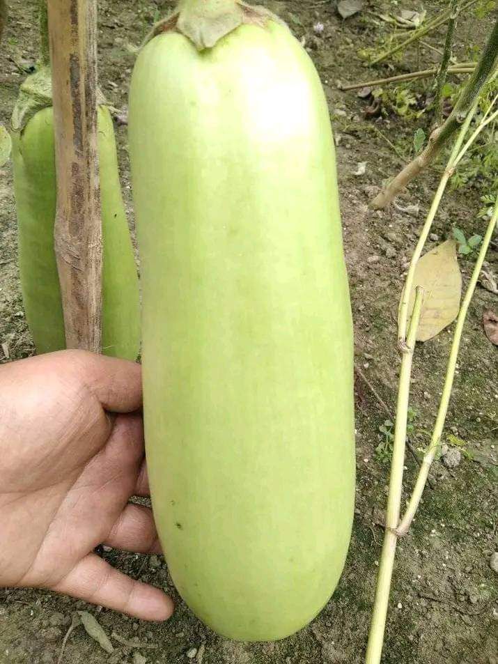বারি-১২ জাতের বেগুন (BARI Begun-12) (হাইব্রিড) - Image 6