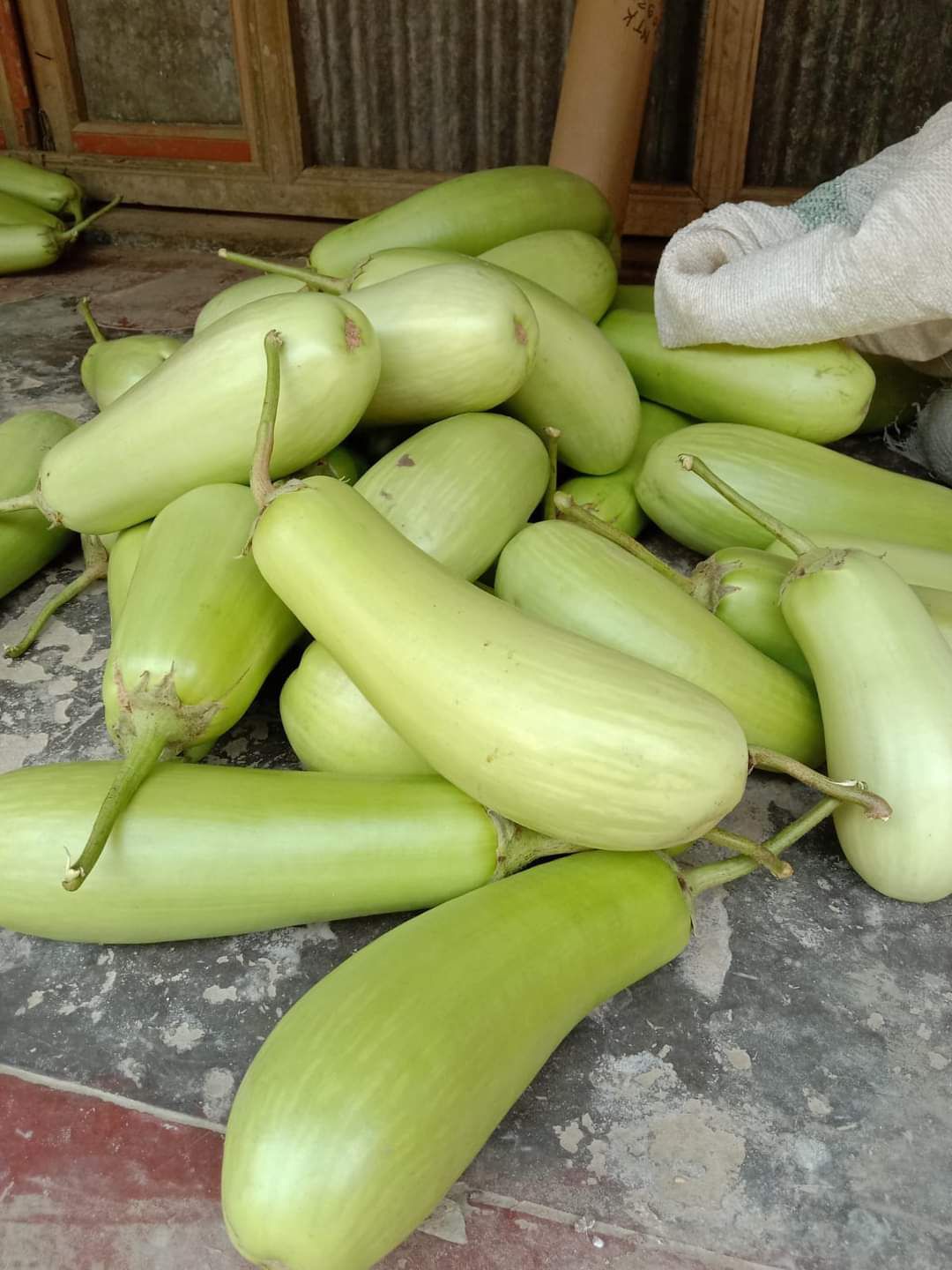 বারি-১২ জাতের বেগুন (BARI Begun-12) (হাইব্রিড) - Image 7