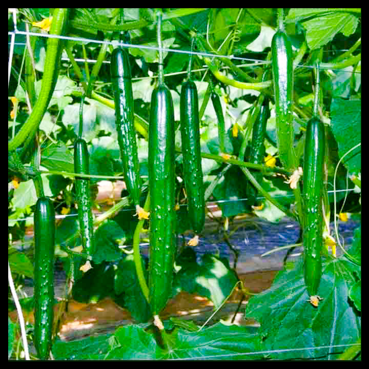 এরাবিয়ান শসা-(Arabian cucumber)-(F1)