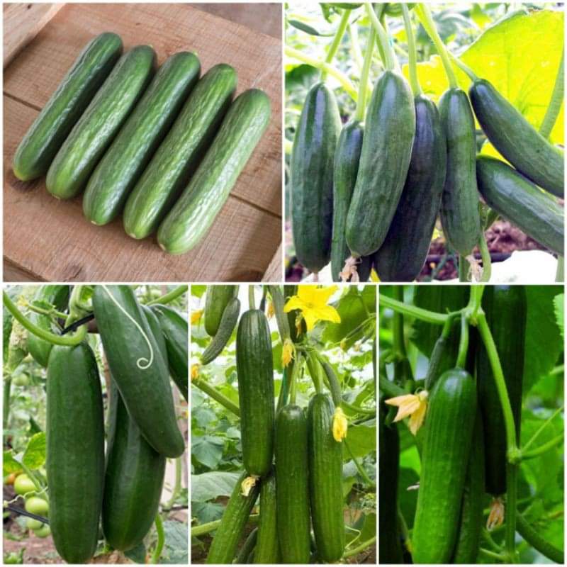 এরাবিয়ান শসা-(Arabian cucumber)-(F1) - Image 2