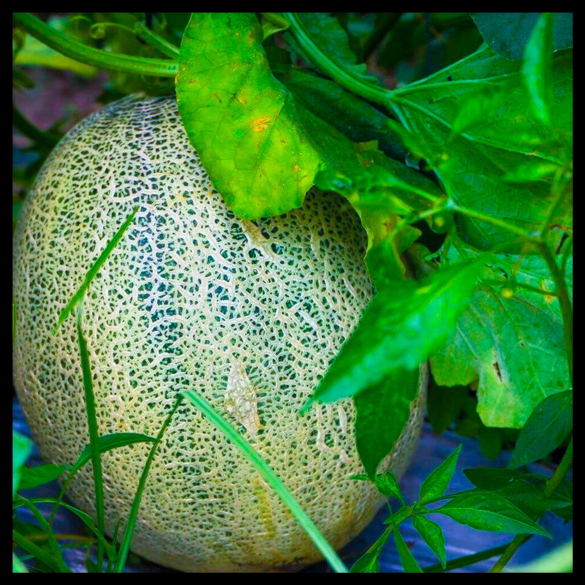 থাই সাম্মাম ফলের বীজ (F1)