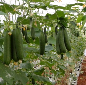 এরাবিয়ান শসা-(Arabian cucumber)-(F1) - Image 3