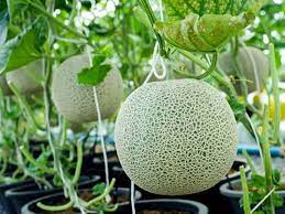 থাই সাম্মাম ফলের বীজ (F1) - Image 7