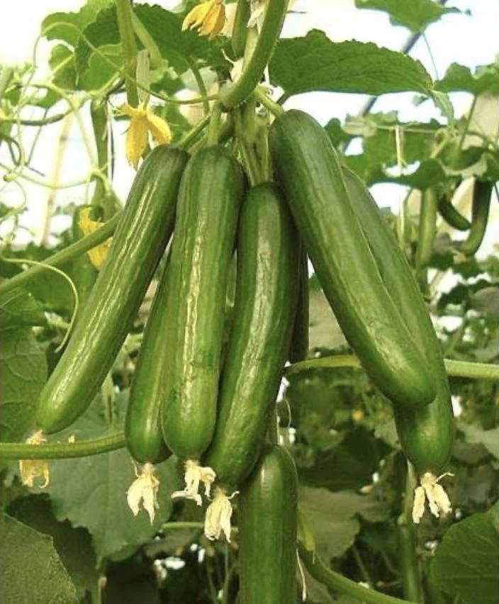 এরাবিয়ান শসা-(Arabian cucumber)-(F1) - Image 7