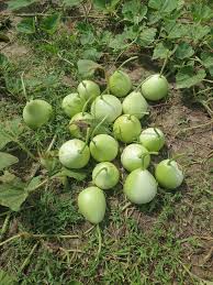 বিন্দু লাউ-(F1),আনুমানিক ৫g/৪০-৫০ বীজ - Image 3