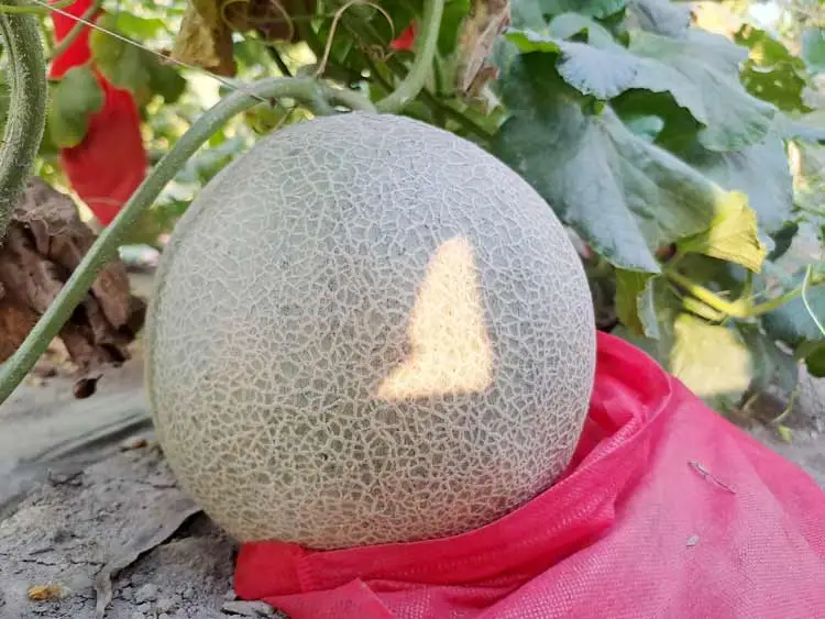 থাই সাম্মাম ফলের বীজ (F1) - Image 6