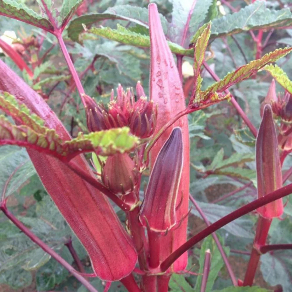 লাল ঢেঁড়স-(Red Okra)-আনুমানিক ৮০ বীজ - Image 7