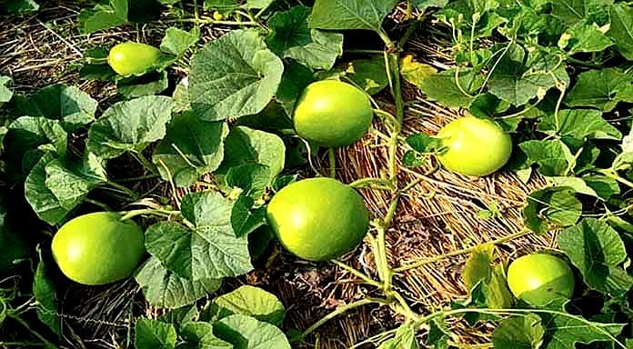 বিন্দু লাউ-(F1),আনুমানিক ৫g/৪০-৫০ বীজ - Image 2