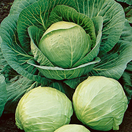 পাতাকপি-(Pata Copi/Cabbage),আনুমানিক ২০০ বীজ - Image 3