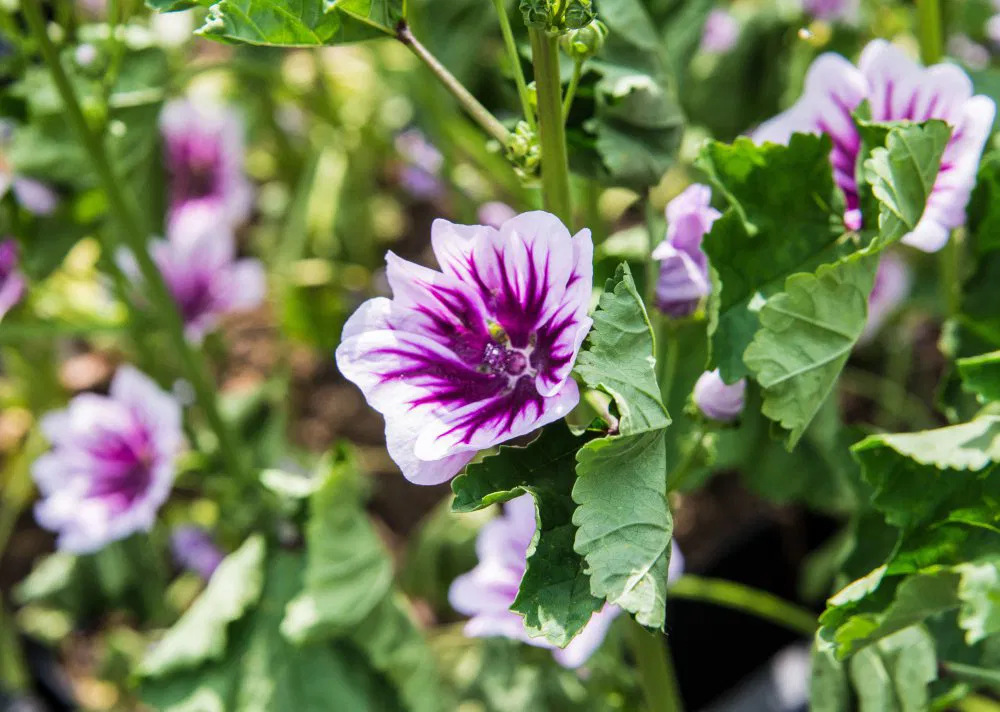 পার্পল ম্যালো-(Purple Mallow),আনুমানিক ২০০ বীজ - Image 7