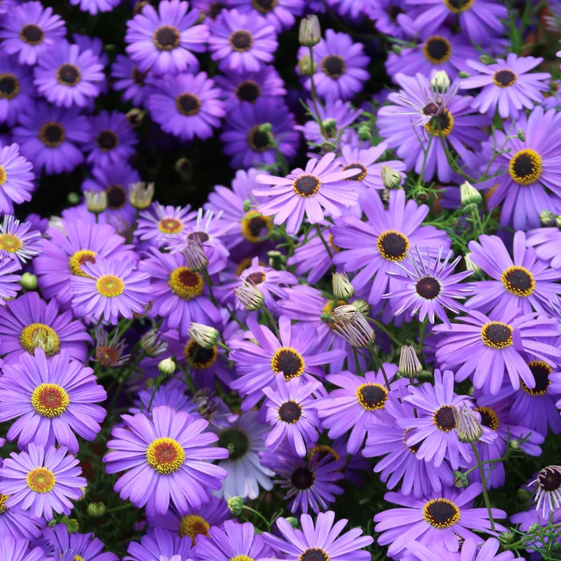 চন্দ্র মল্লিকা-(Chandra Mallika)-আনুমানিক ৬০০০ বীজ - Image 5