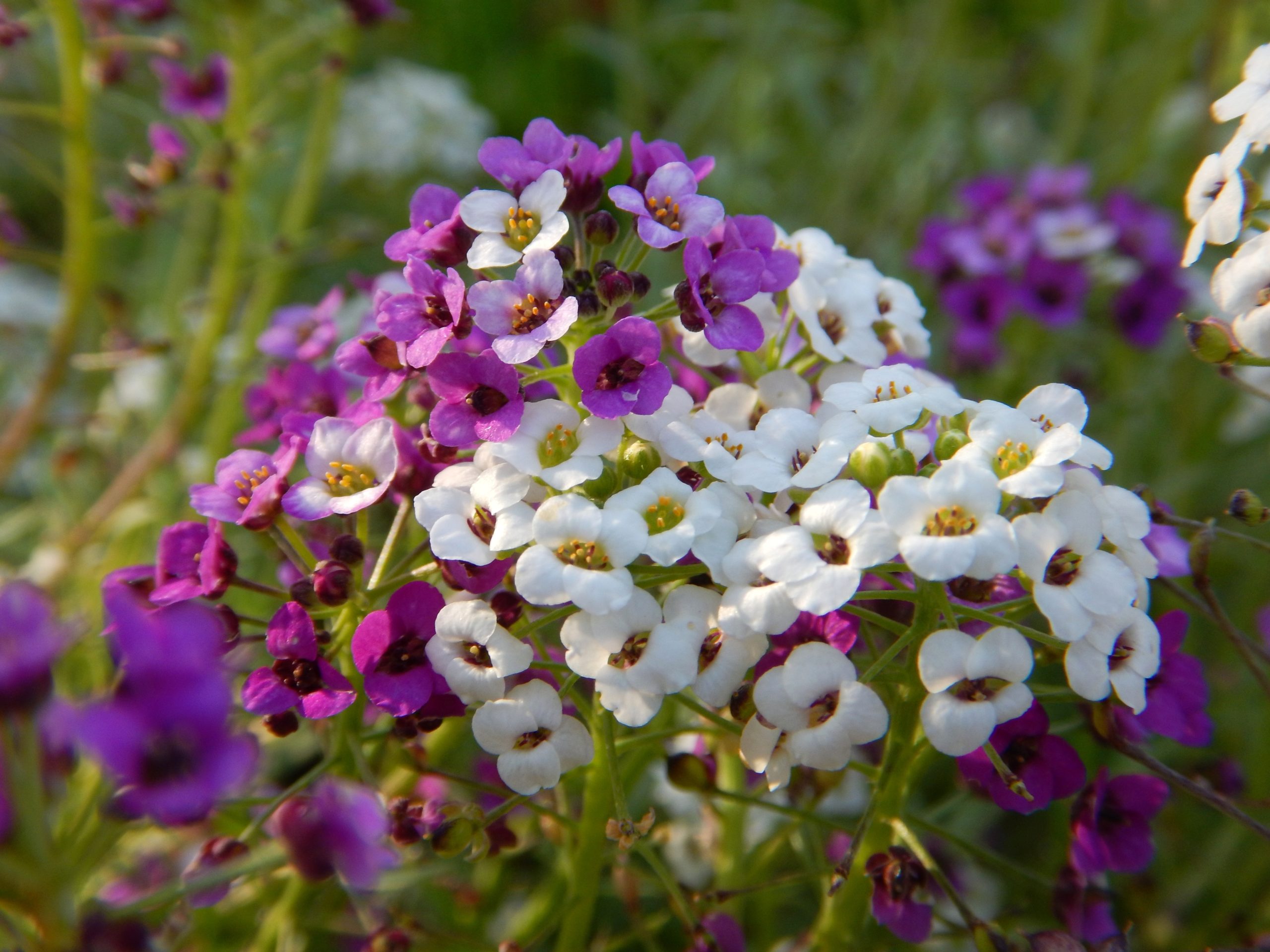 সুইট অ্যালিসাম-(Sweet Alyssum),আনুমানিক ২০০০+ বীজ - Image 7