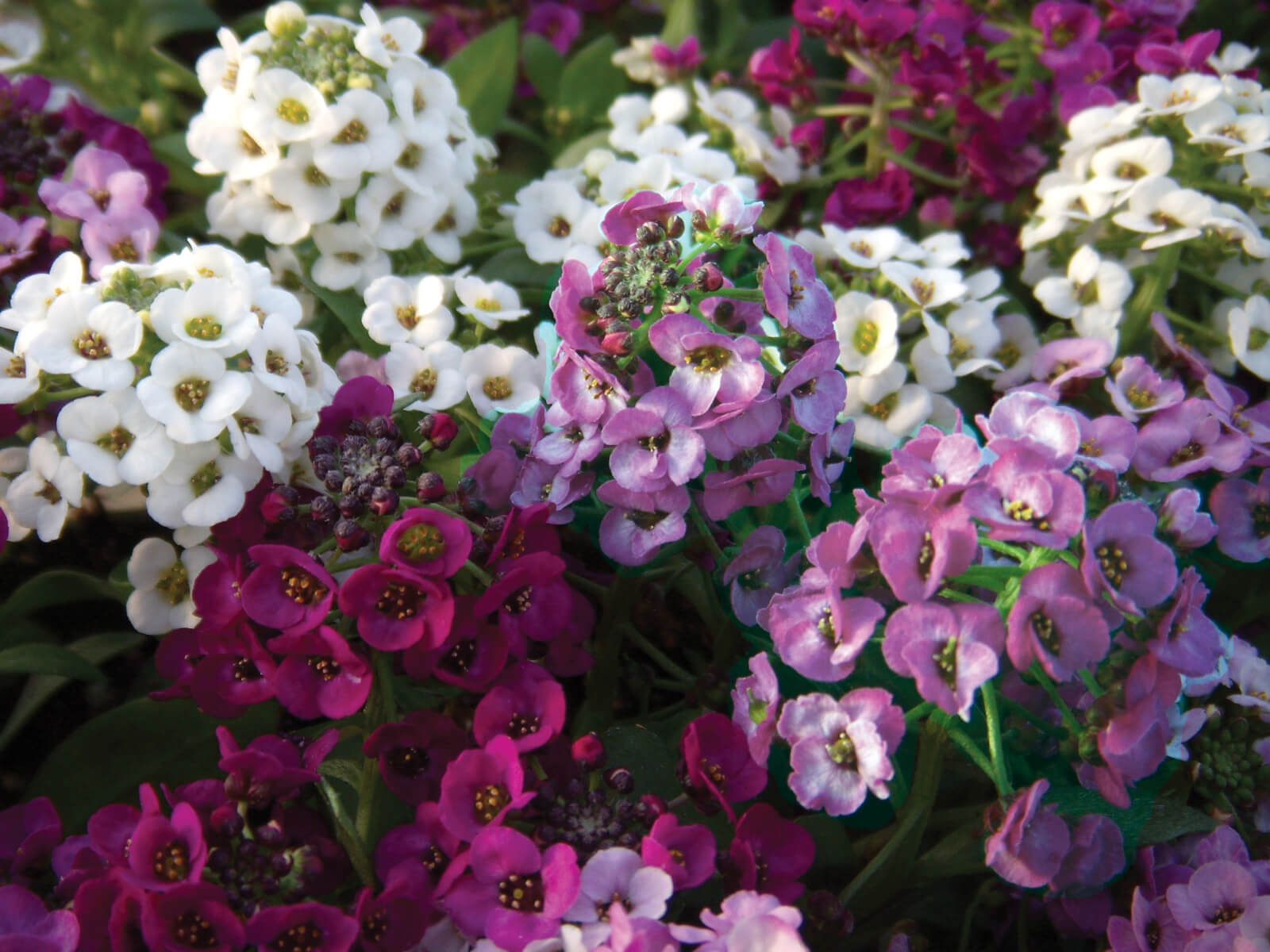 সুইট অ্যালিসাম-(Sweet Alyssum),আনুমানিক ২০০০+ বীজ - Image 6