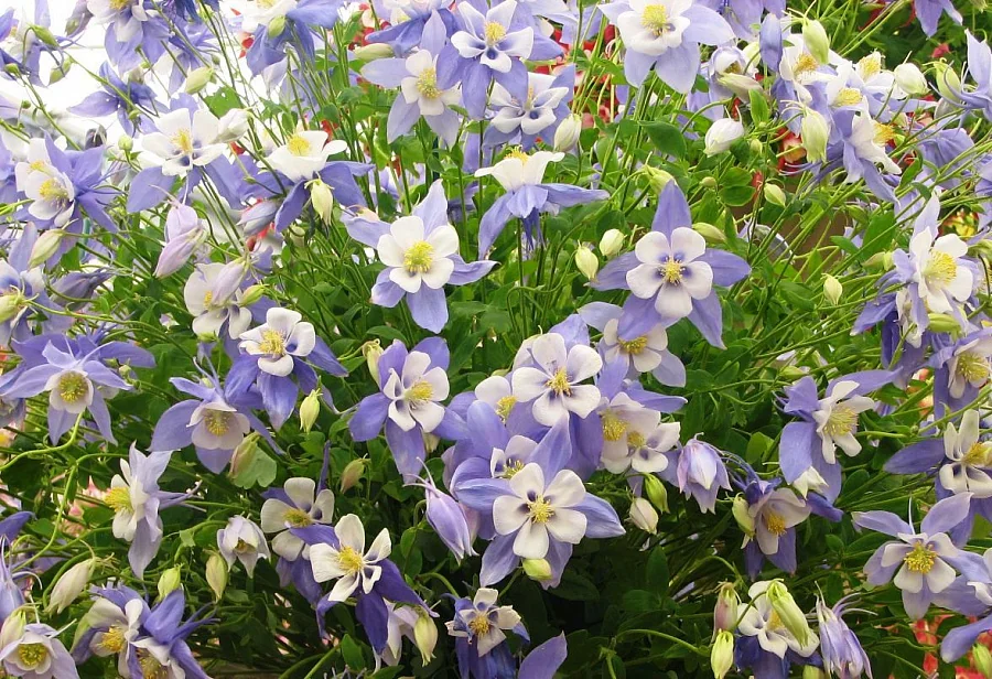 কলম্বাইন-(Columbine), আনুমানিক ৫০০ বীজ - Image 5