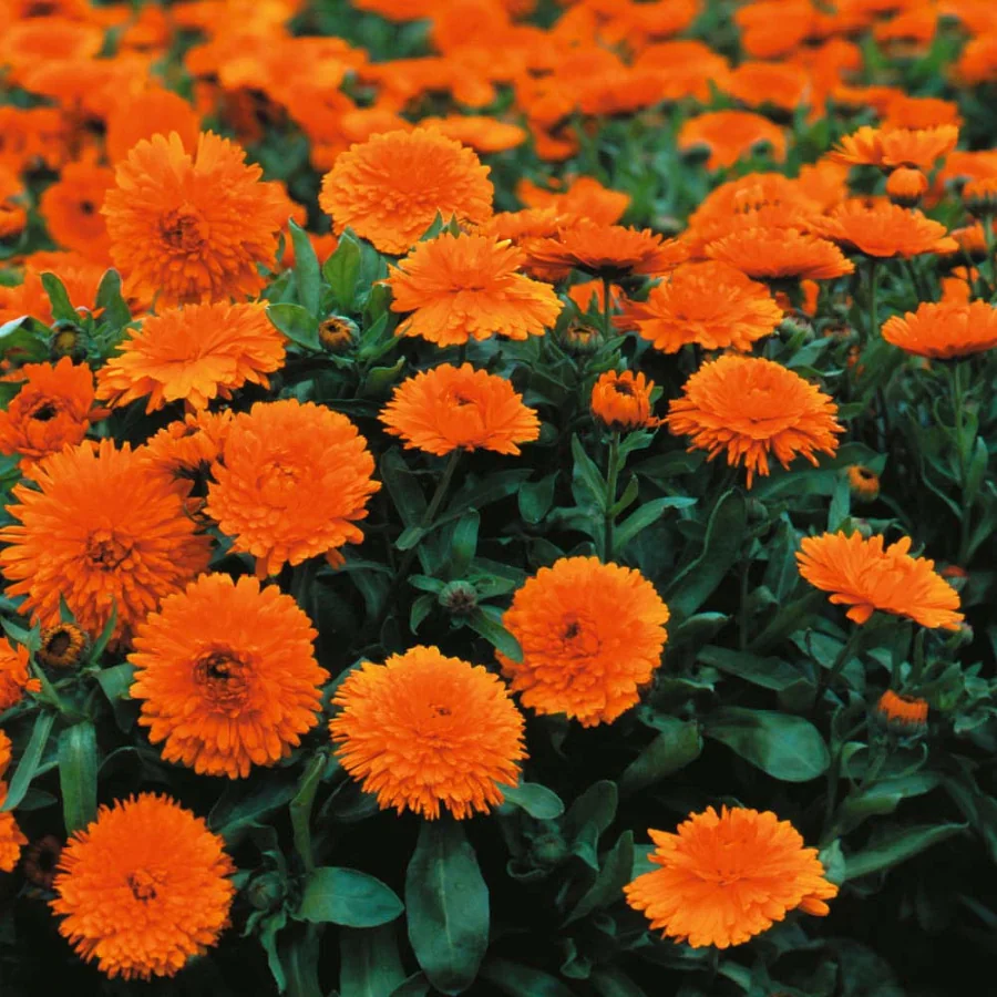 মেরিগোল্ড-(Marigold),আনুমানিক ১৫০ বীজ - Image 3