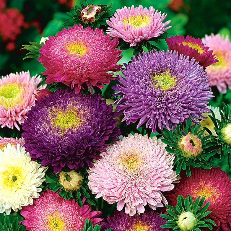 অ্যাস্টার-(Aster),আনুমানিক ১g/৬০০ বীজ - Image 2