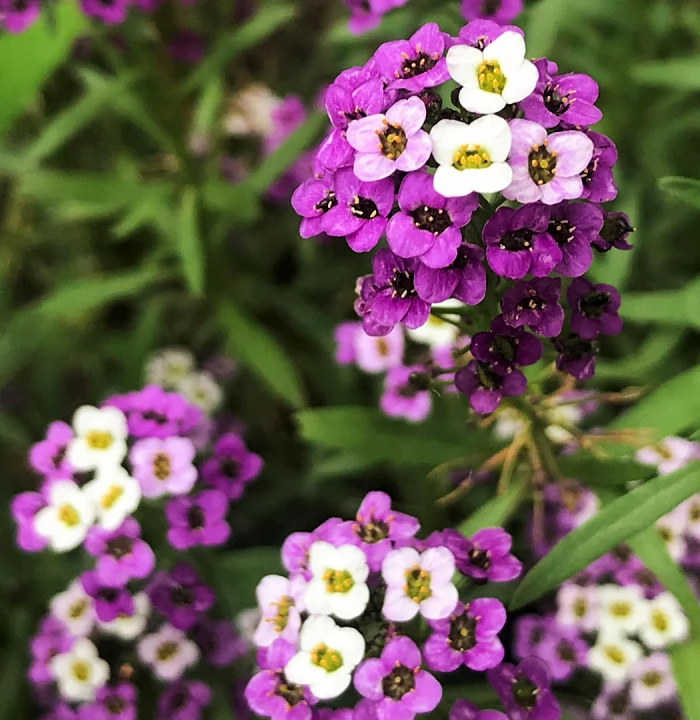 সুইট অ্যালিসাম-(Sweet Alyssum),আনুমানিক ২০০০+ বীজ - Image 4