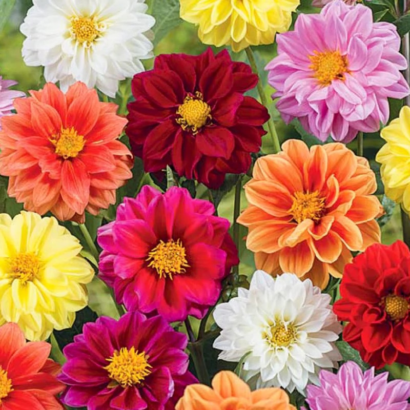 ডালিয়া মিক্স-(Dahlia Mix),আনুমানিক ১০০ বীজ - Image 5