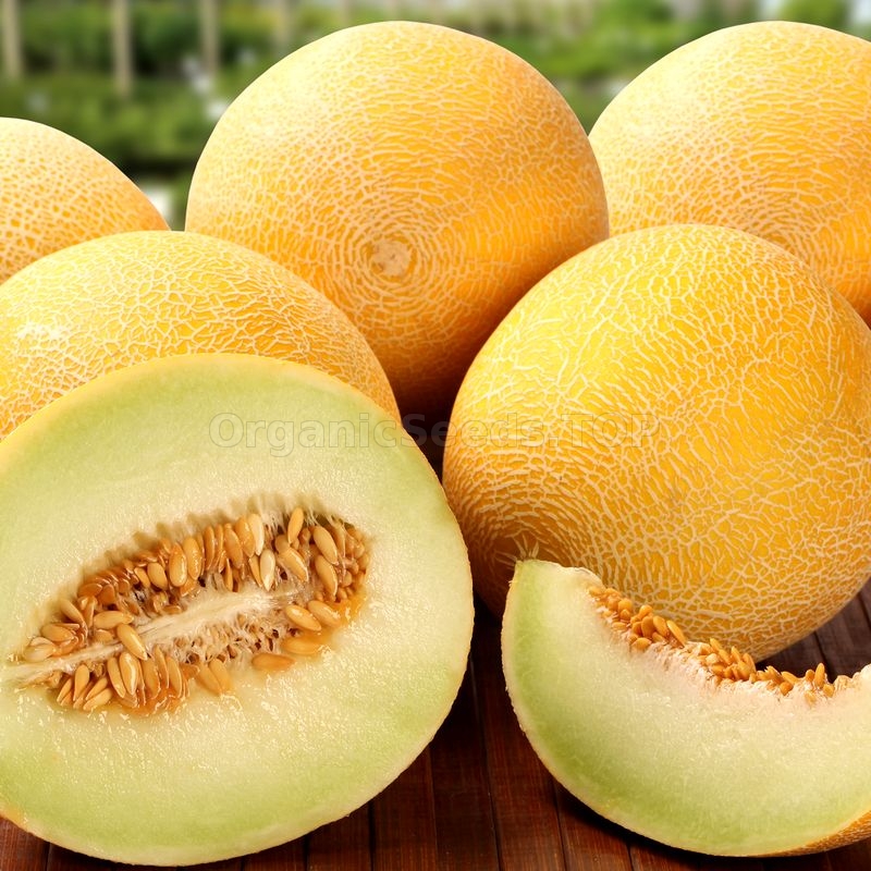সৌদি আরবের গোল সাম্মাম ফল-(Rock Melon/Shammam)-আনুমানিক ৫০ বীজ - Image 5