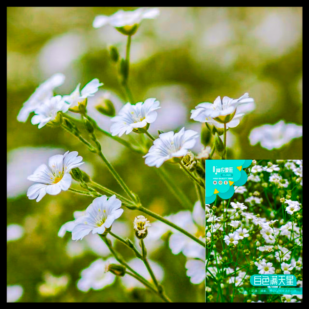 সাদা জিপসোফিলা-(White Gypsophila), আনুমানিক ৩০০ বীজ