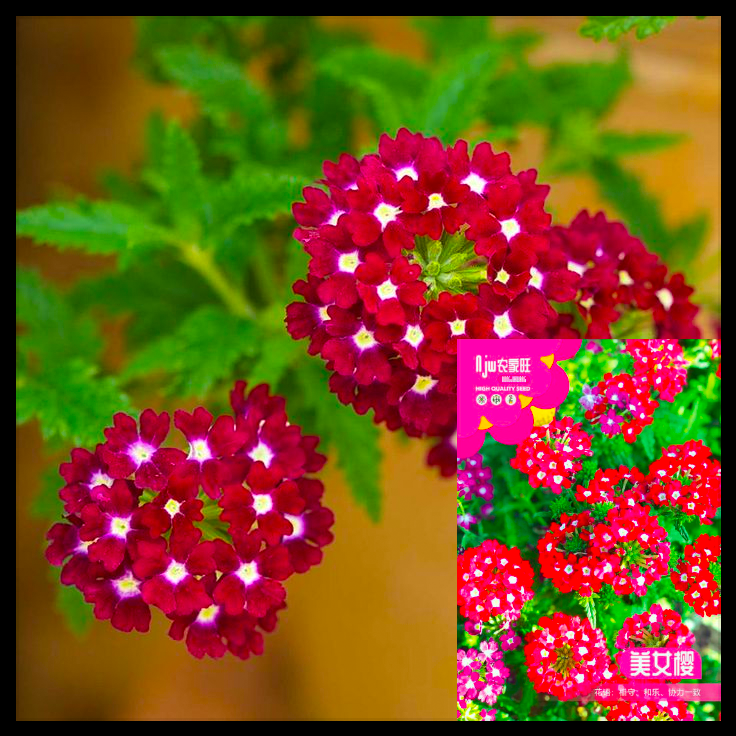 বিউটি সাকুরা-(Beauty Sakura),আনুমানিক ৪০০ বীজ