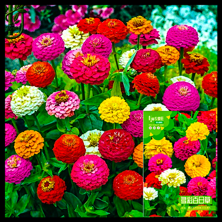 জিনিয়া-(Zinnia),আনুমানিক ১০০ বীজ