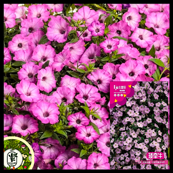 পিটুনিয়া-(Petunia), আনুমানিক ৫০০০ বীজ