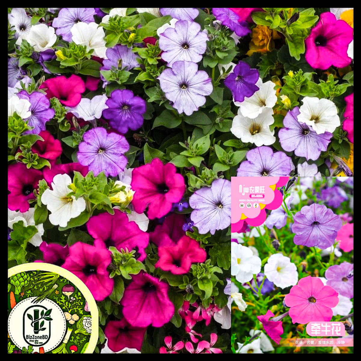 মর্নিং গ্লোরি-(Morning Glory),আনুমানিক ৫০ বীজ