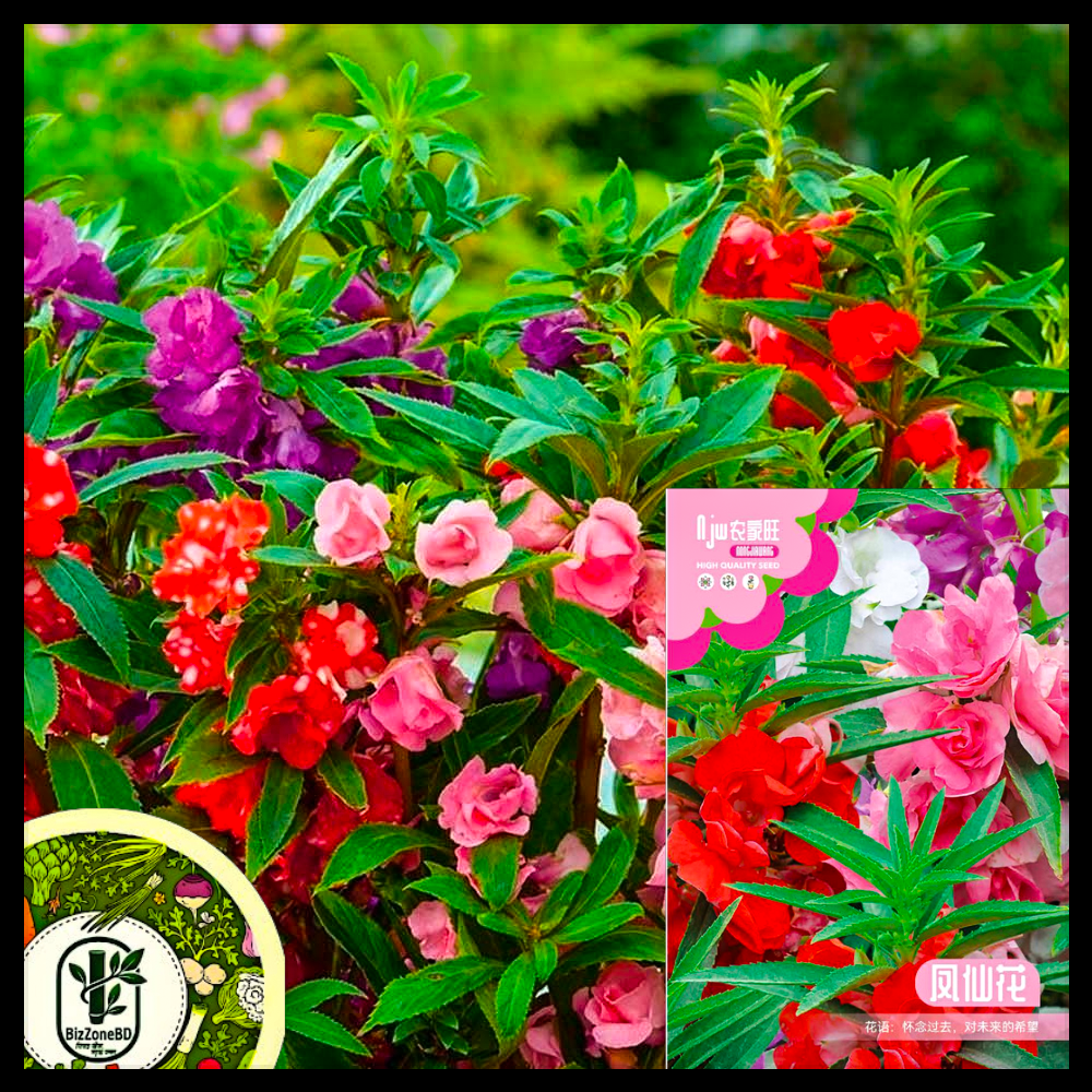 দোপাটি ফুল-(Balsam/Dopati),আনুমানিক ১৮০ বীজ