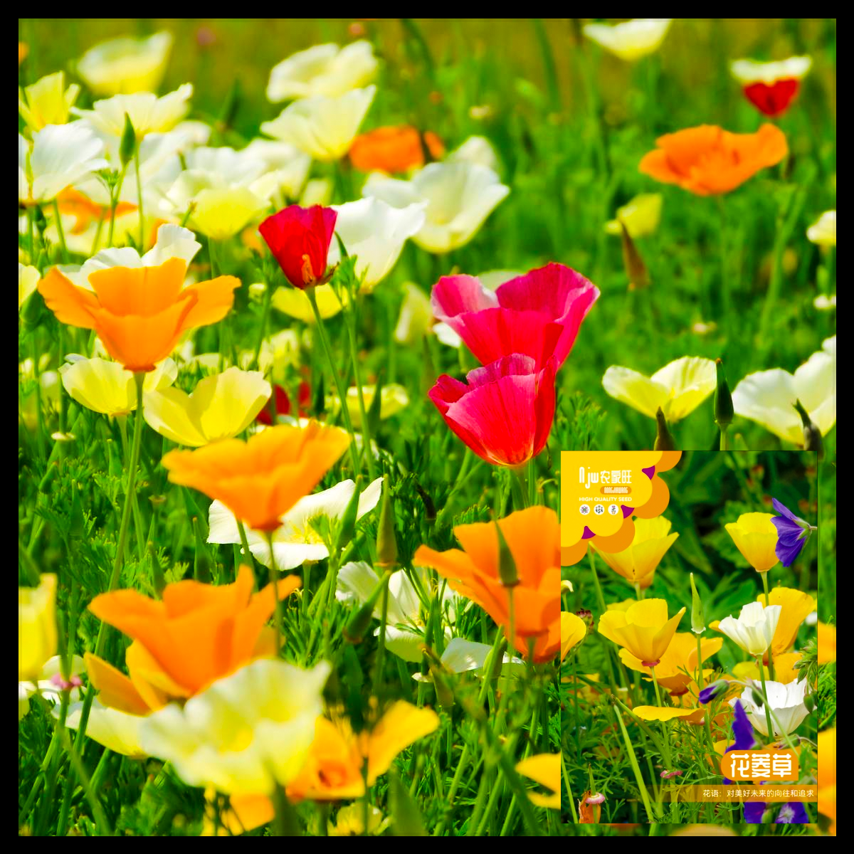 ক্যালিফোর্নিয়া পপি-(California Poppy),আনুমানিক ৮০০০ বীজ