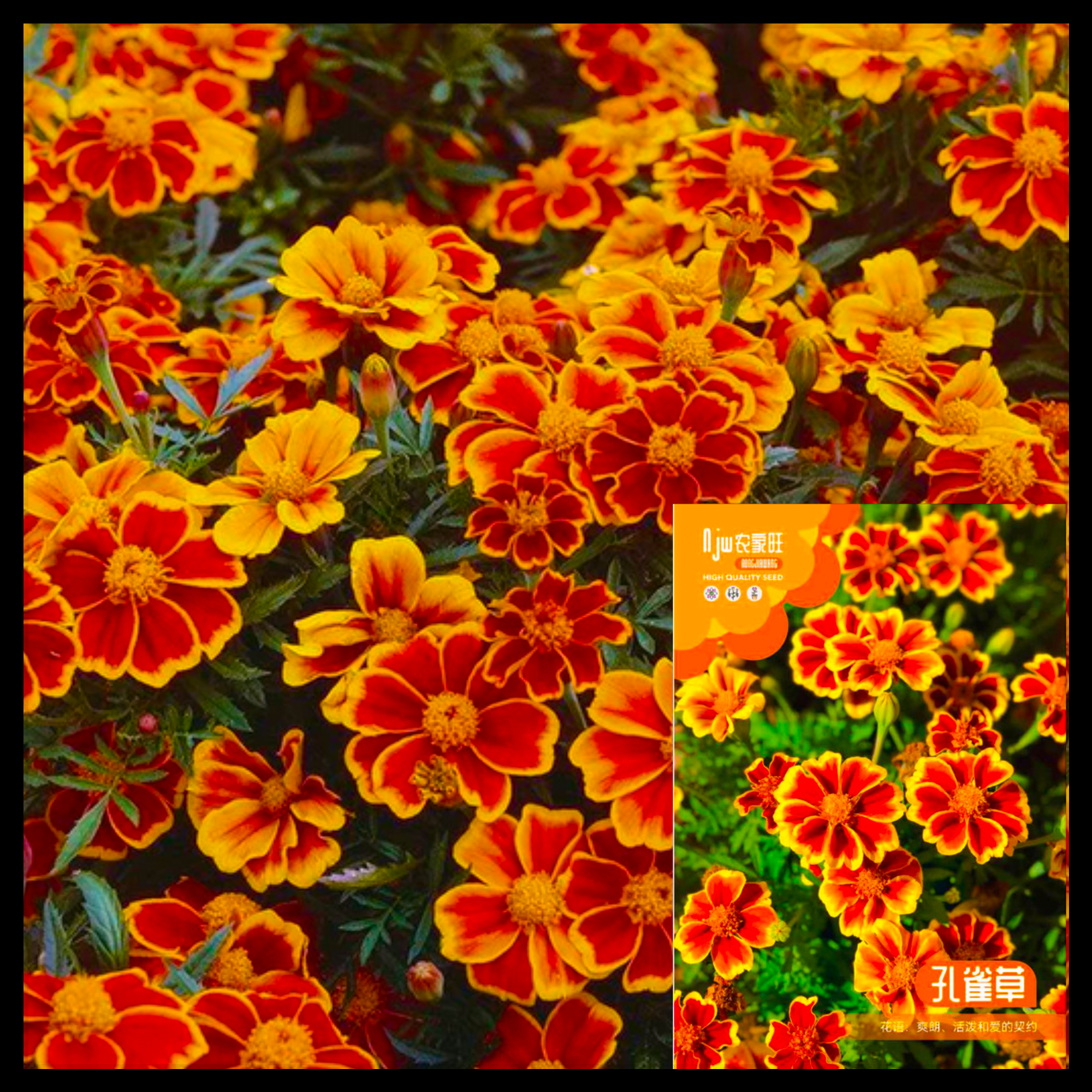 রক্তগাঁদা-(Red Hibiscus),আনুমানিক ৪০০ বীজ