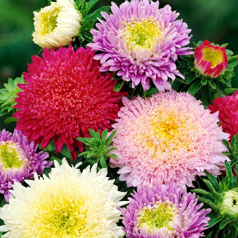 অ্যাস্টার-(Aster),আনুমানিক ১g/৬০০ বীজ - Image 3