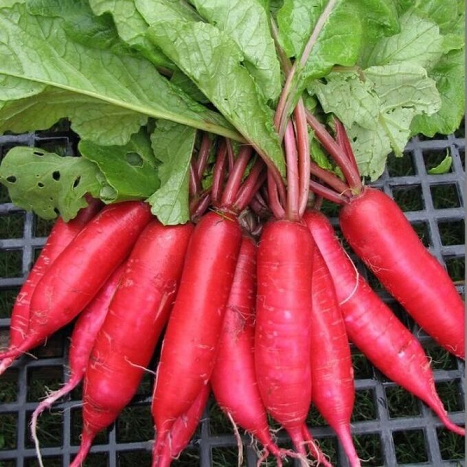 লাল মূলা (Red Radish/Lal Mula),আনুমানিক ৫g/৫০০ বীজ - Image 3