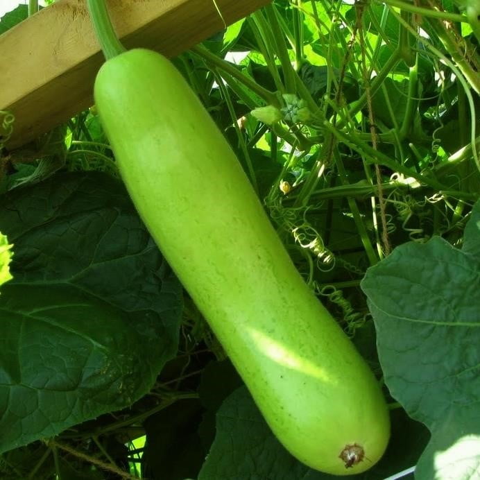 চায়না লম্বা লাউ-(Chinese Long Bottle Gourd / Lau) - Image 2
