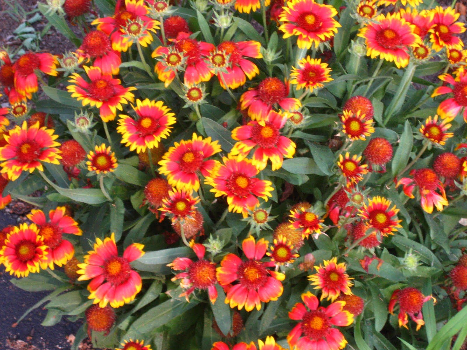 গেইলরডিয়া-(Gaillardia), আনুমানিক ২০০ বীজ - Image 6