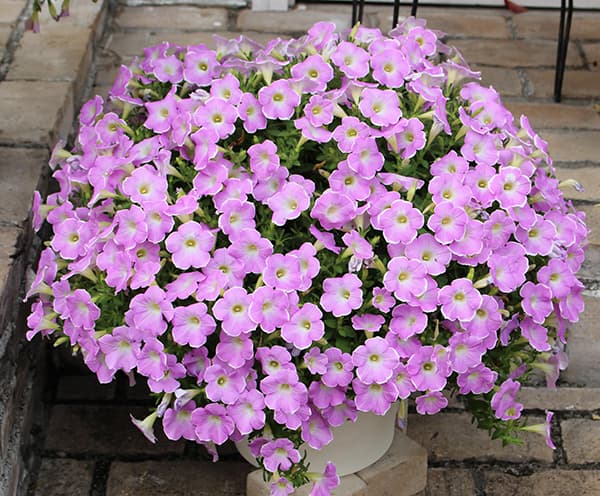 পিটুনিয়া-(Petunia), আনুমানিক ৫০০০ বীজ - Image 3