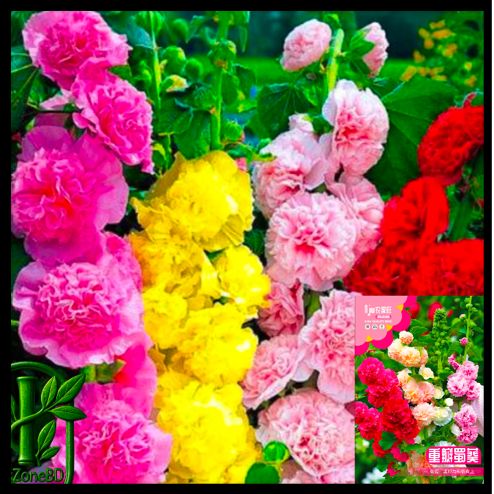 ডাবল হোলিহক-(Double-Petaled Hollyhocks),আনুমানিক ১৫০ বীজ