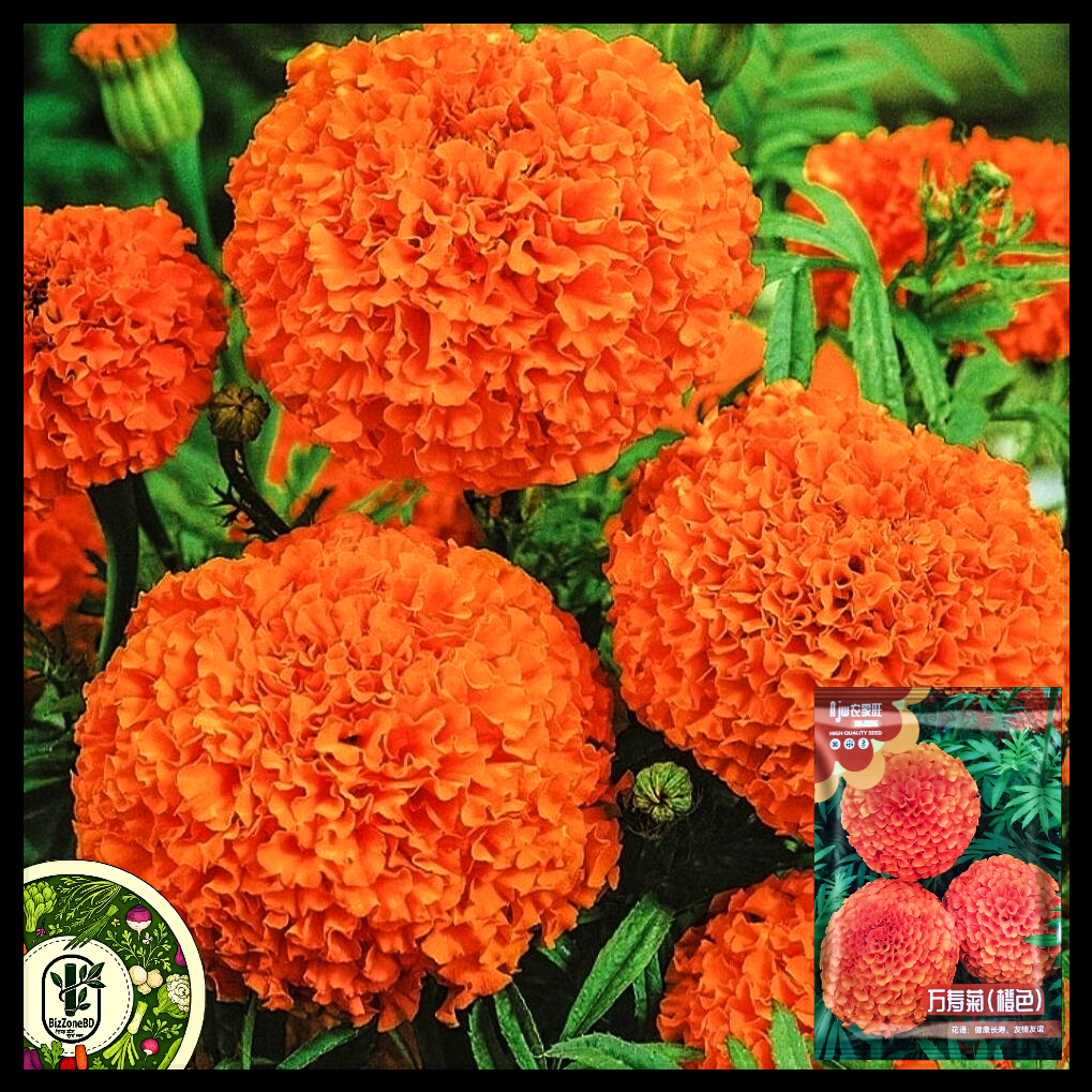 কমলা গাঁদা-(Orange Marigold),আনুমানিক ১৩০ বীজ