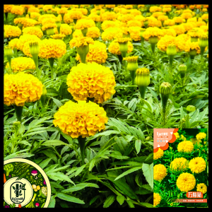 হলুদ গাঁদা-(Yellow Marigold),আনুমানিক ১৩০ বীজ